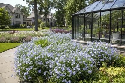Amsonia 'Blue Ice'