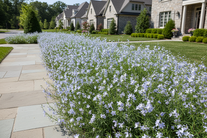 Amsonia 'Halfway to Arkansas'