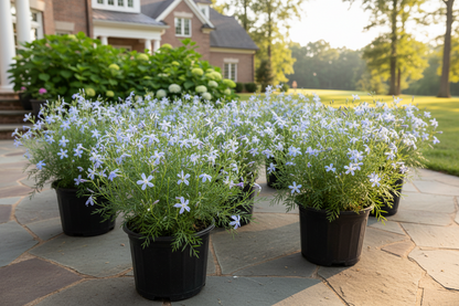 Amsonia 'Halfway to Arkansas'