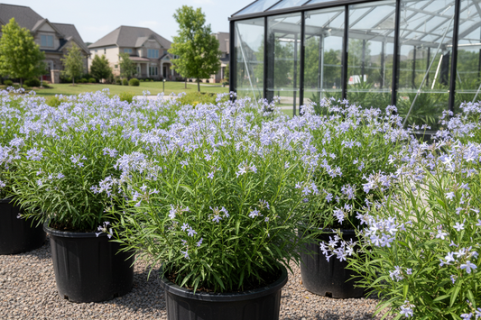 Amsonia 'Halfway to Arkansas'