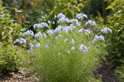 Amsonia hubrichtii Blue Star-Threadleaf perennial plants