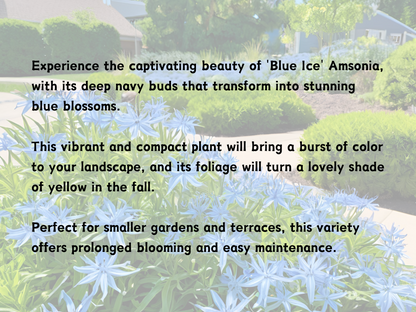 Amsonia 'Blue Ice'