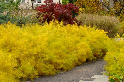 Amsonia hubrichtii