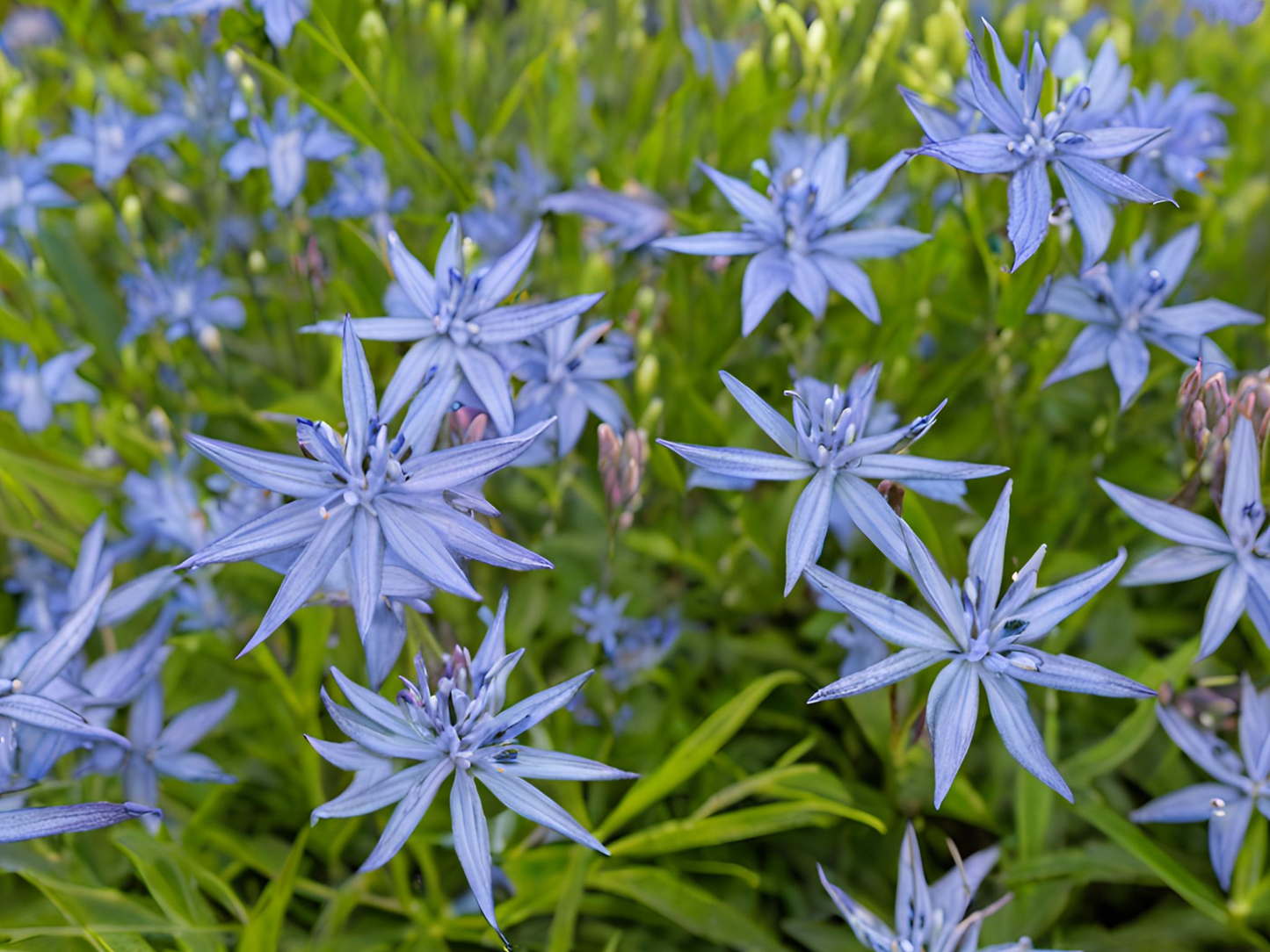 Amsonia hubrichtii