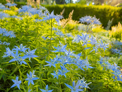 Amsonia hubrichtii