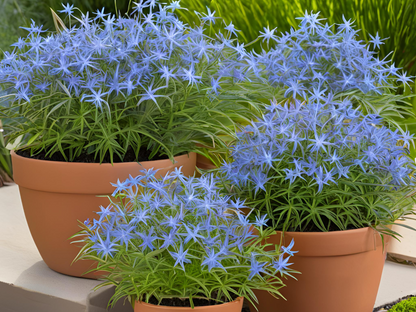 Amsonia hubrichtii