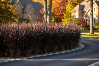 Andropogon 'Blackhawks'