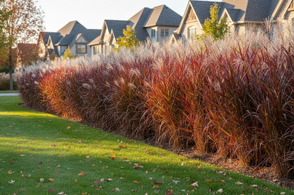 Andropogon 'Blackhawks'