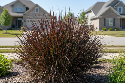 Andropogon 'Blackhawks' perennial plant, half growth, suburban setting,