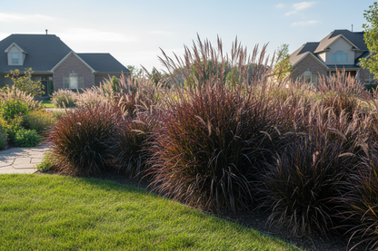 Andropogon 'Blackhawks' perennial plants, suburban setting,