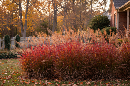 Andropogon 'dancing wind' burgundy red fall colors, stiff branches, suburban setting,