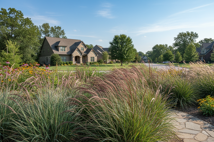 Andropogon 'Dancing Wind' perennial plants, suburban setting,