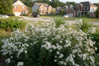 Aster divaricatus perennial plants, suburban setting,
