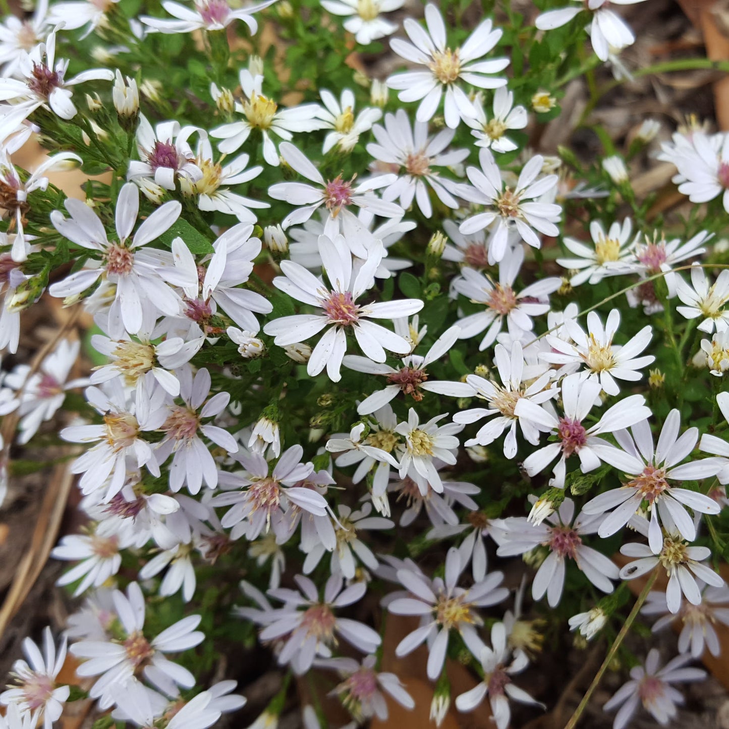 Aster divaricatus