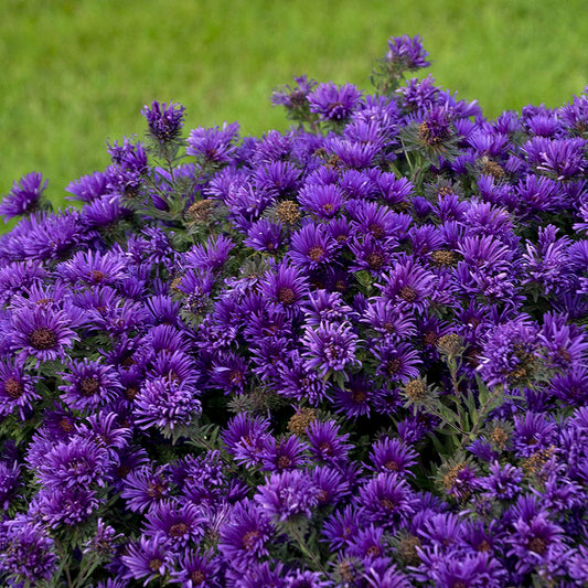 Aster 'Grape Crush'