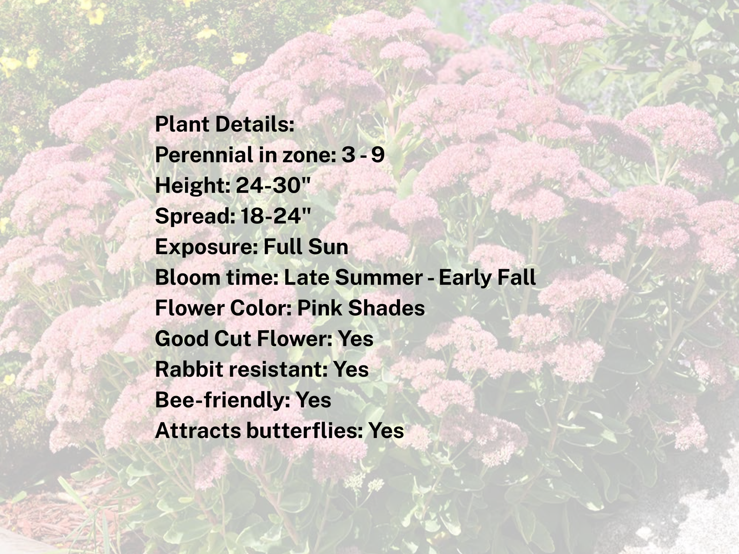 380 Sedum 'Autumn Joy'