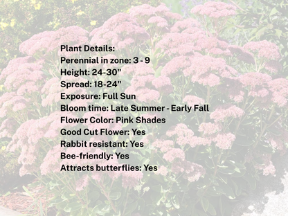 380 Sedum 'Autumn Joy'