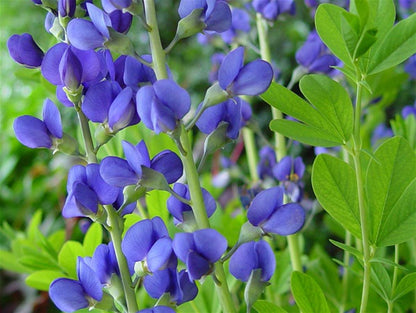 Baptisia australis