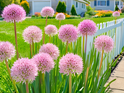 Allium 'Big Beauty'