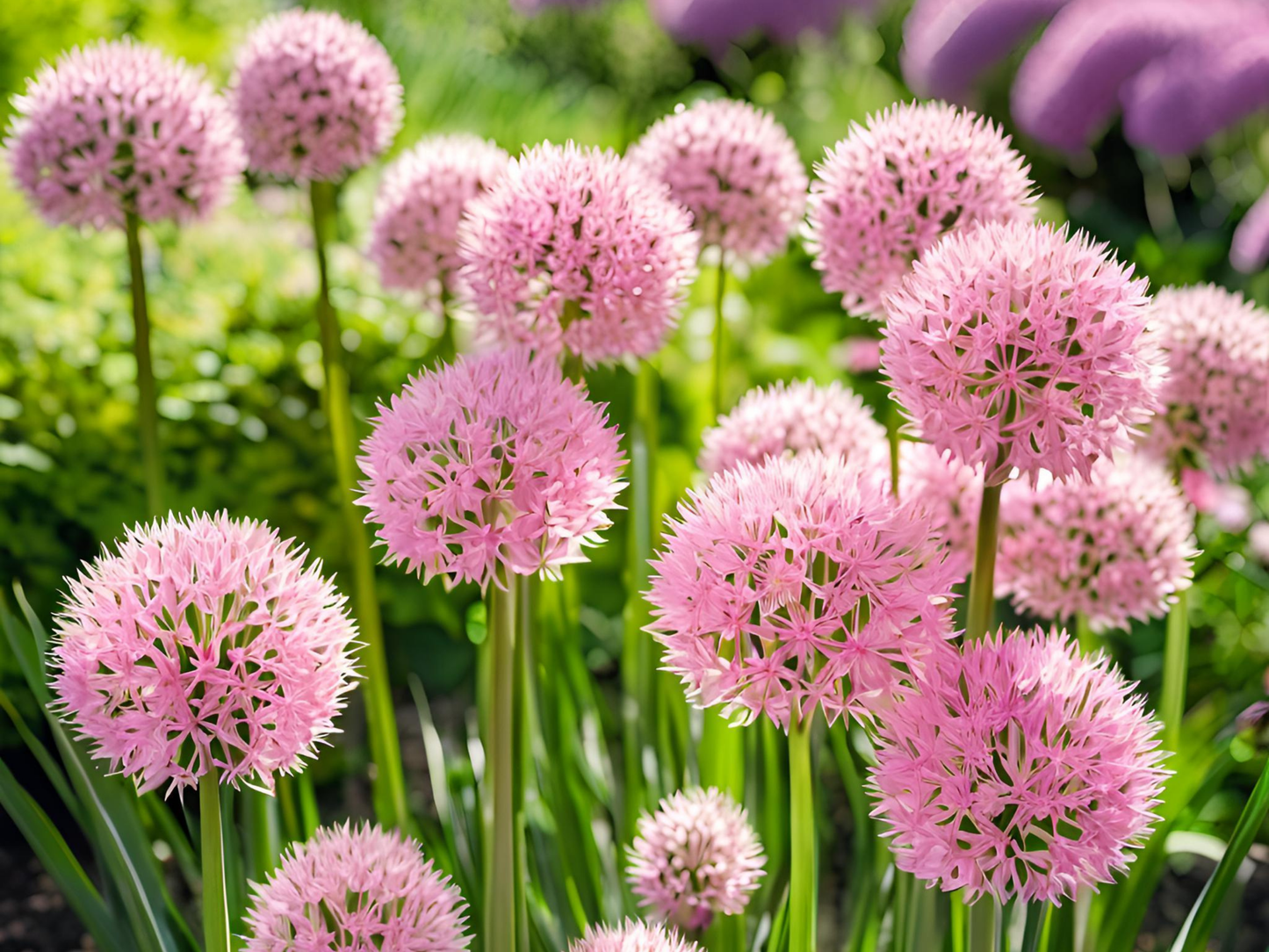 Allium 'Big Beauty'