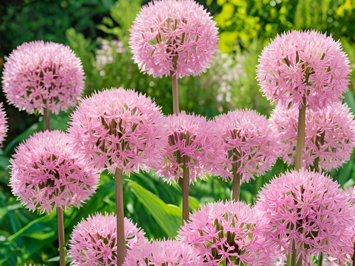 Allium 'Big Beauty'