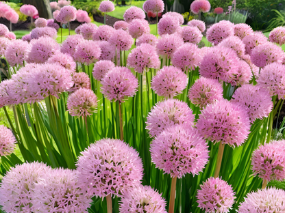 Allium 'Big Beauty'