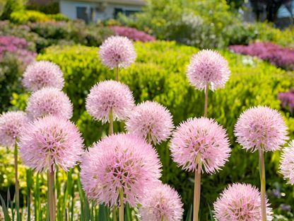 Allium 'Big Beauty'