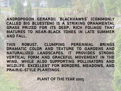 Andropogon 'Blackhawks'