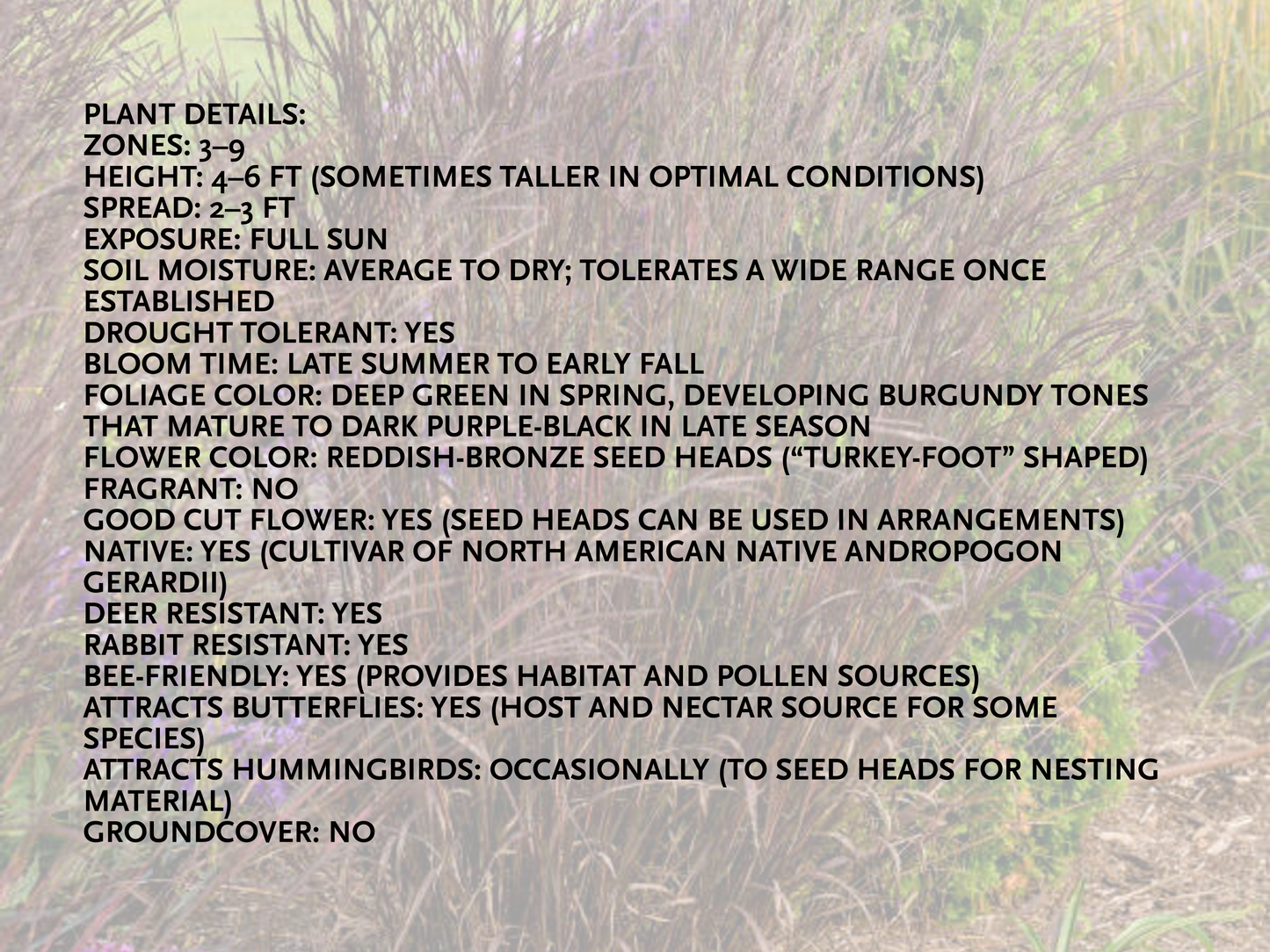 Andropogon 'Blackhawks'