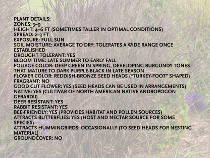 Andropogon 'Blackhawks'