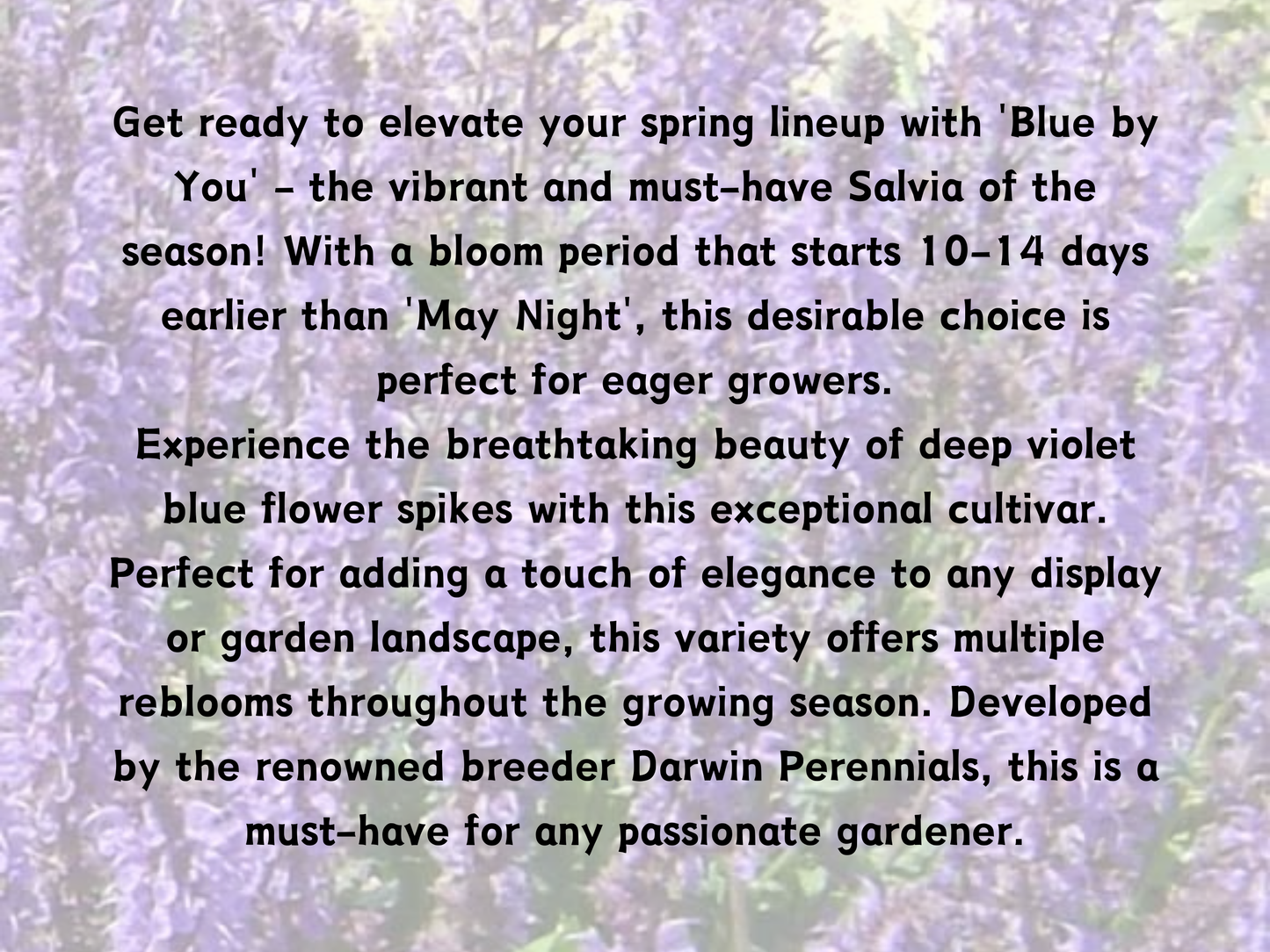 Salvia 'Blue by You'