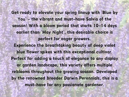 Salvia 'Blue by You'