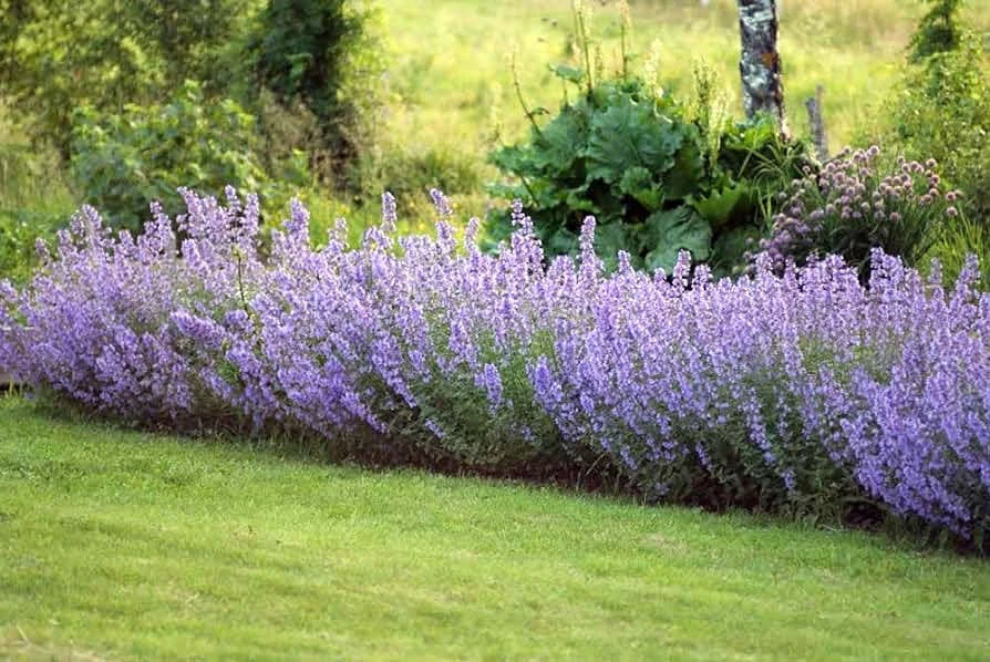 Nepeta 'Blue Wonder'