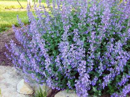 Nepeta 'Blue Wonder'