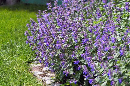 Nepeta 'Blue Wonder'