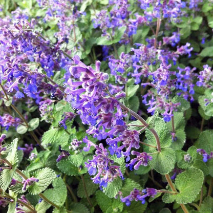 Nepeta 'Blue Wonder'