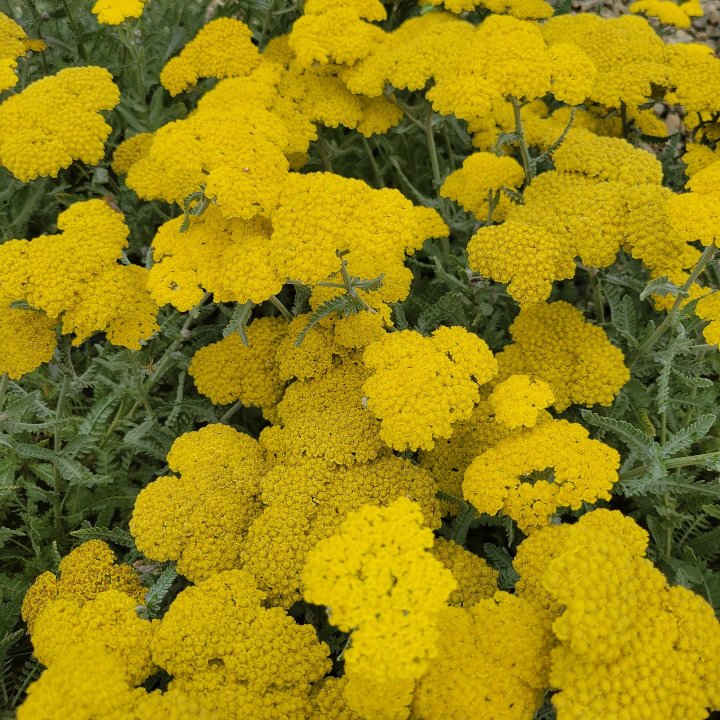 Achillea 'Moonshine'