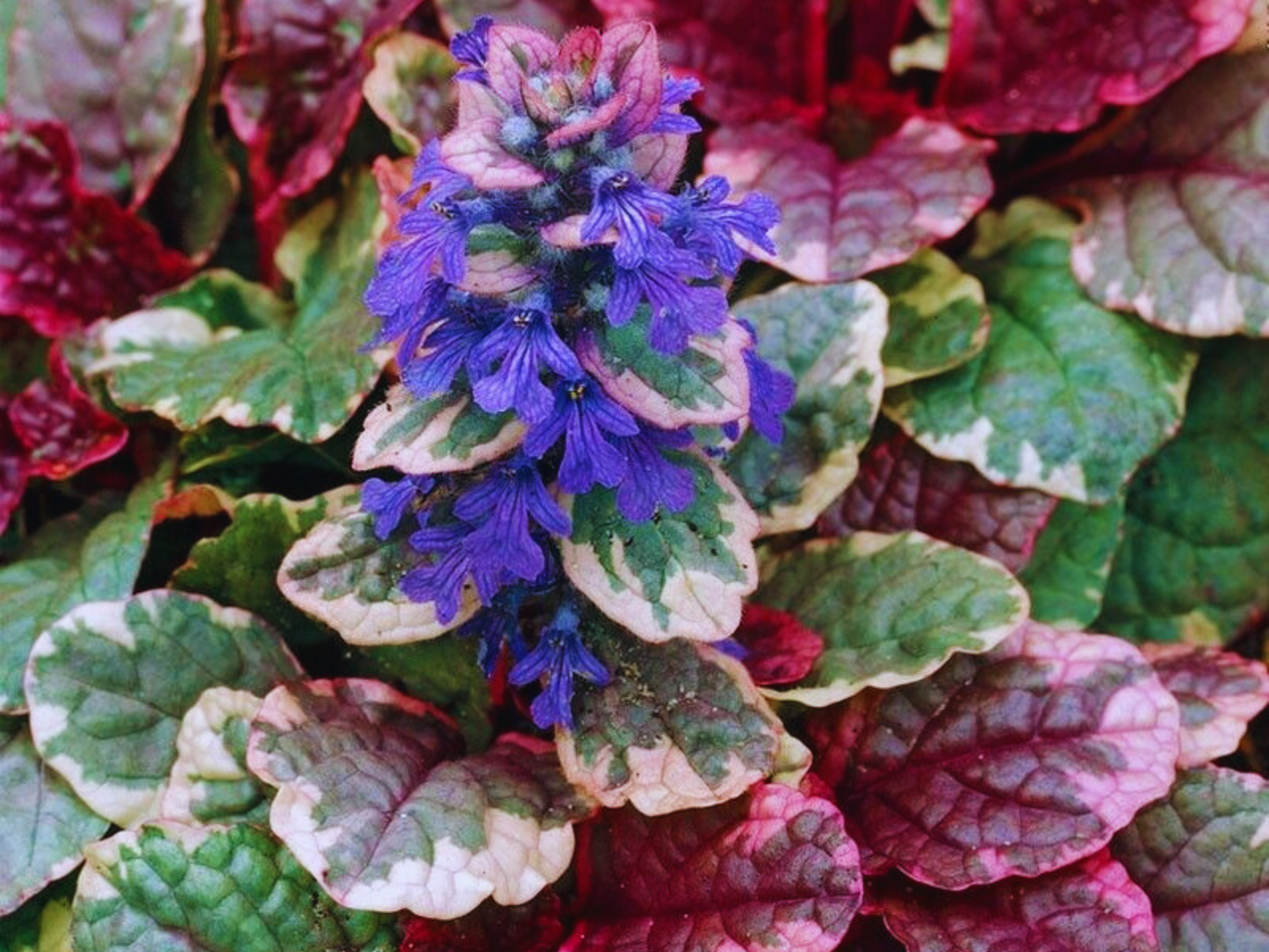 Ajuga 'Burgundy Glow'