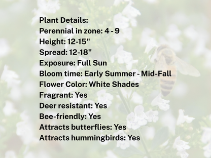 Calamintha 'Montrose White'