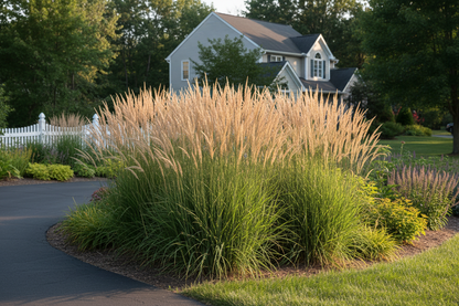 Calamagrostis 'Karl Foerster' perennial feather reed tall ornamental grass, suburban setting,