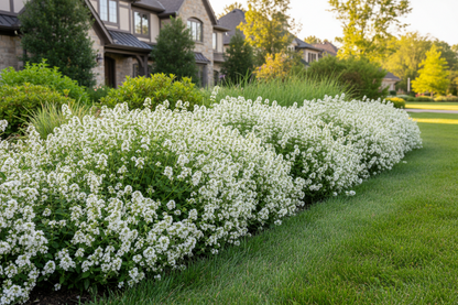 Calamintha 'Montrose White'