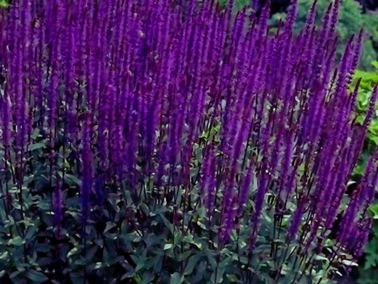 Salvia 'Caradonna'