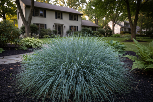Carex 'Blue Zinger' ornamental grass, shady area, suburban settings,