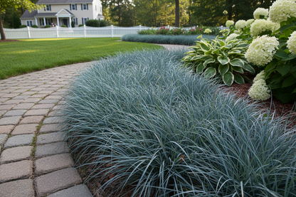 Carex 'Blue Zinger' ornamental shade grass, border, suburban setting,