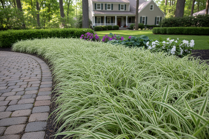 Carex morrowii 'Ice Dance' Sedge-Variegated Japanese ornamental grass plants 12 inches high by 18 inches wide, edging or border, suburban setting,