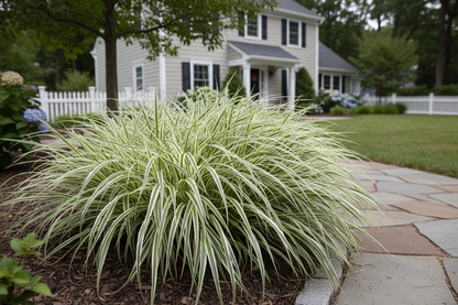 Carex morrowii 'Ice Dance' Sedge-Variegated Japanese ornamental grass, suburban setting,