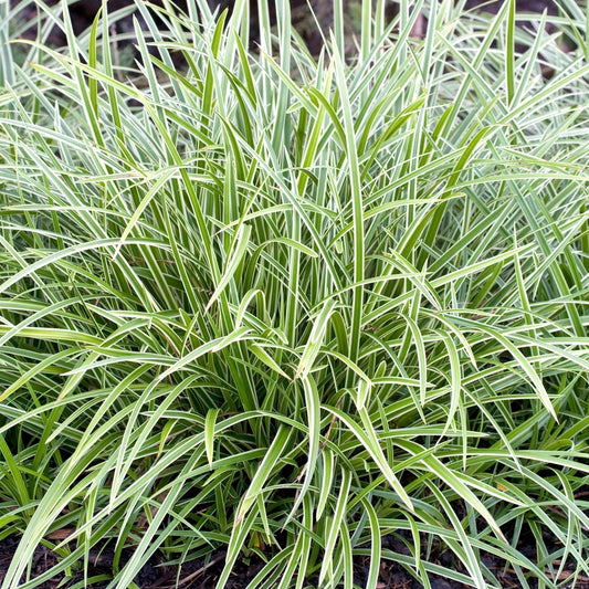 Carex morrowii 'Ice Dance'