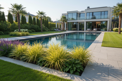 Carex oshimensis ‘Evergold' Japanese Sedge perennial ornamental grass, poolside upscale landscaped suburban setting,