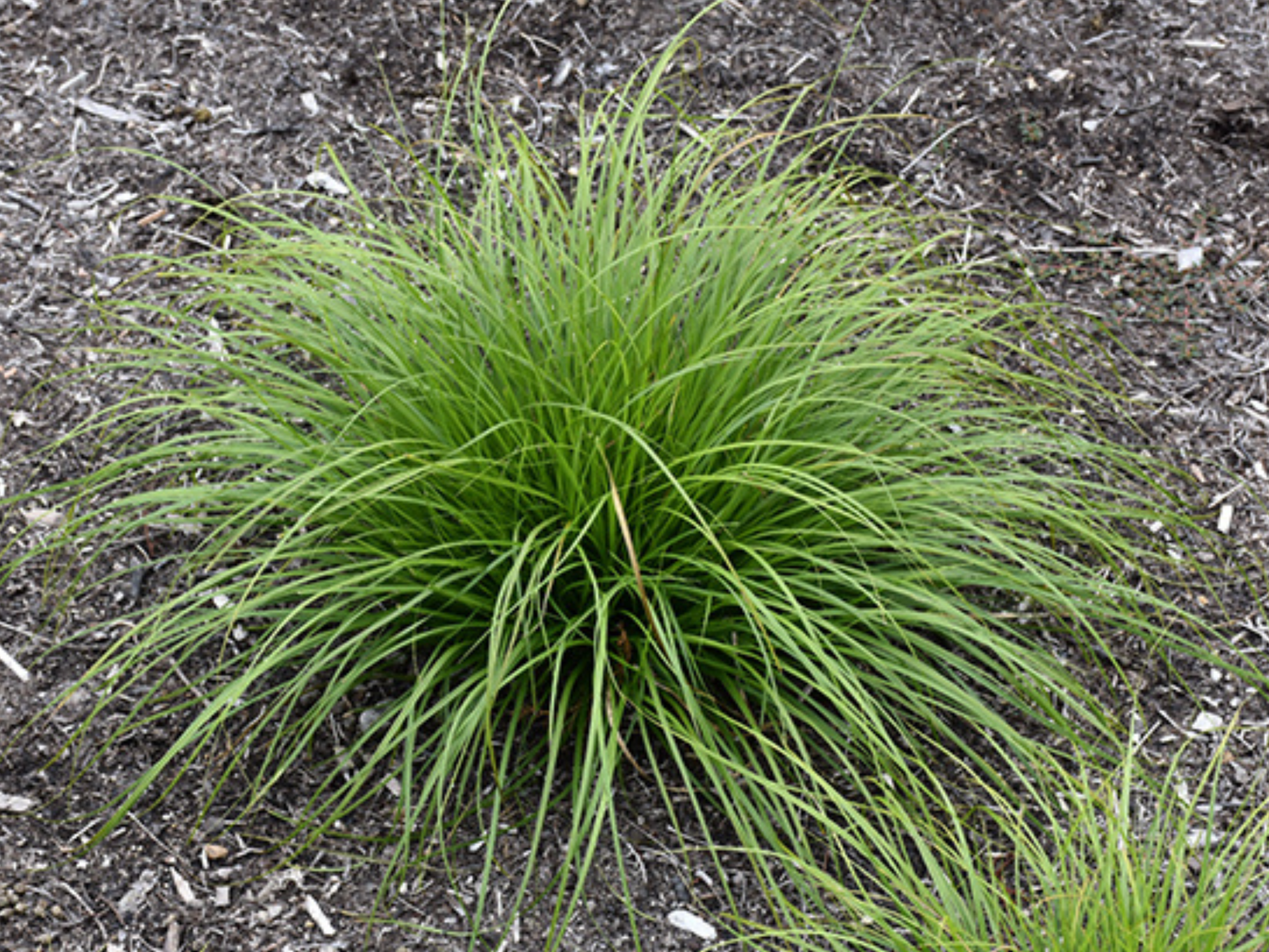 Carex pensylvanica