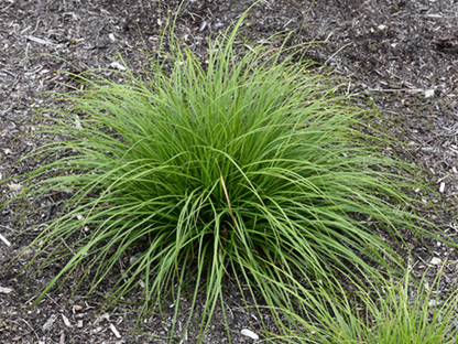 Carex pensylvanica